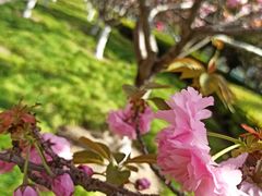 -高东镇樱花园