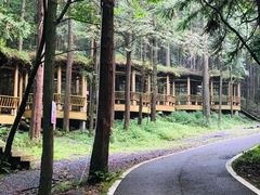 -武陵山森林公园