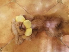 -more than meow吴止猫主题餐厅(承德 中船汇店)