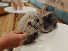 -滚猫咖啡·猫咖·猫友好撸猫(未来城店)