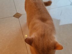 -Catmate·猫肥家润(金润铂宫店)