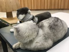 -瑞鹏宠物医院·骨科·猫科·内科(第一中心)