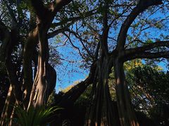 -瑞丽独树成林风景区