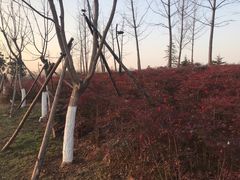 -洨河生态公园