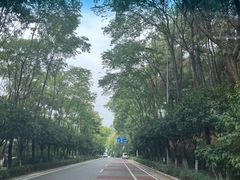 -铁山坪森林公园