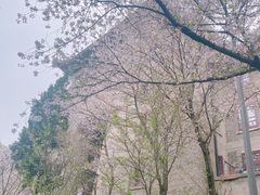 -武汉大学-樱园