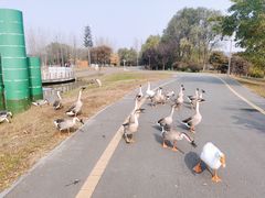 -西安浐灞国家湿地公园
