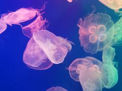 -成都浩海立方海洋公园