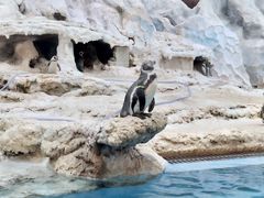 -帝企鹅自助餐厅•儿童岛•真企鹅(长隆企鹅酒店)