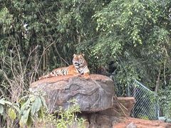 -海南热带野生动植物园