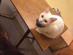 -猫色咖啡·猫咖