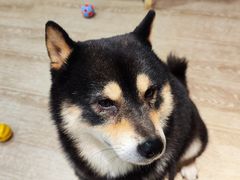-南京Hallo宠物乐园·哈罗犬舍·柴犬繁育基地