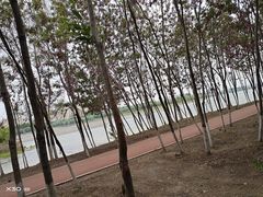 -丁香湖公园