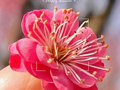 -花开海上生态园