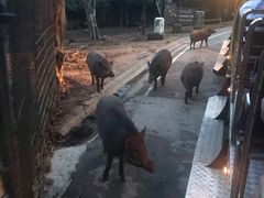 -清迈夜间动物园