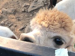 -无锡动物园·太湖欢乐园
