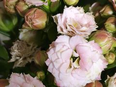 -双季花艺园艺市场(浦东店)