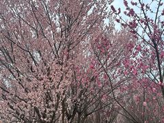 -蜀冈西峰生态公园