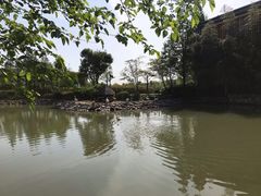 -田园东方蜜桃村的田野营地