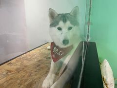 -Husky Go! 哈士奇体验馆·宠物咖啡厅狗咖