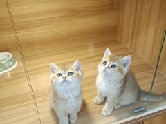 -猫十亿·布偶金渐层·曼基康矮脚猫舍(青年路店)