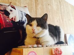 -名猫咖啡馆·撸猫·拼豆