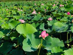 -荷塘月色湿地公园·向阳花洲
