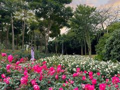 -香蜜公园