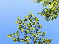 -嵩山少林文化旅游景区