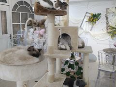 大堂-共舞时光猫咖·狗咖(新街口店)