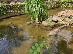 -海南热带野生动植物园
