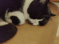 -猫友咖啡店(玉林西路店)