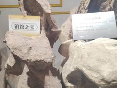 -河南自然博物馆