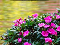 -深圳市中科院仙湖植物园