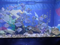 -烟台海昌鲸鲨海洋公园