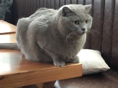 -猫小院猫主题餐厅(三里屯店)