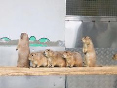 -大连森林动物园