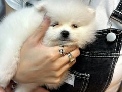 -宠爱多约克夏马尔济斯泰迪小型犬专卖
