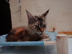 -猫色咖啡·猫咖