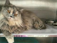 -创凡宠物医院·骨专科  猫科中心(西乡分院)