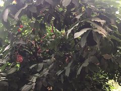 -西双版纳融创皇冠假日度假酒店