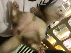 -藦茜花园宠物主题亲子互动体验馆(国顺东路店)