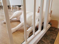 -柴犬小屋·柴餐厅·狗咖食堂(金鼎广场店)