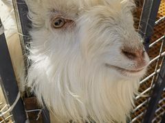 -新疆天山野生动物园