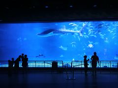 -烟台海昌鲸鲨海洋公园