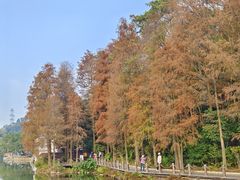 -深圳仙湖植物园