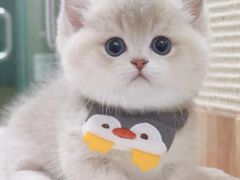 -Bastet sally猫舍购宠(静安店)