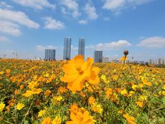 -映月湖中央公园