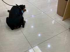 -美联众合动物医院·24h京西诊疗中心