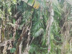 -热带雨林自然公园